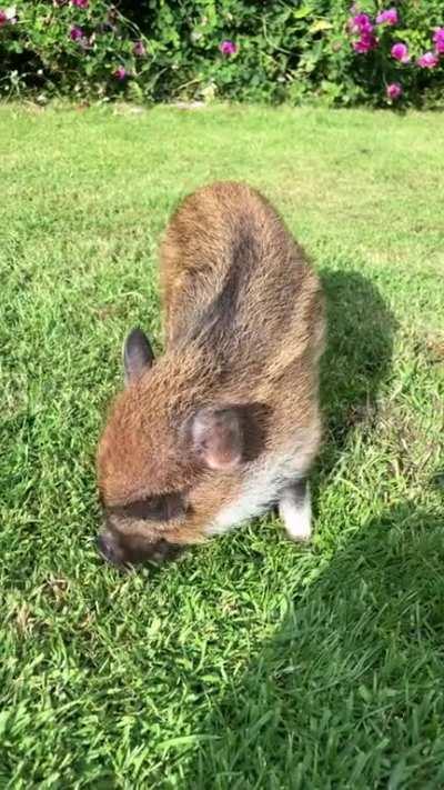 The easiest trick to teach your pig.