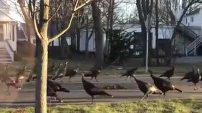 🔥 Turkeys circle a dead cat