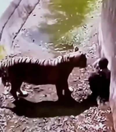 In September 2014, a man named Masqood jumped into a tiger enclosure at a zoo, despite security's attempts to stop him. Footage shows his final moments as a tiger fatally attacked him, with onlookers helplessly watching. The tiger took about 15 minutes to