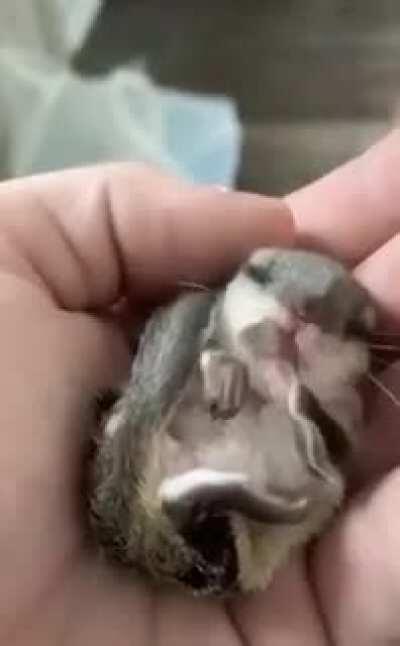 SO SWEET!!!!!!!!!!!!!!😍🐿️