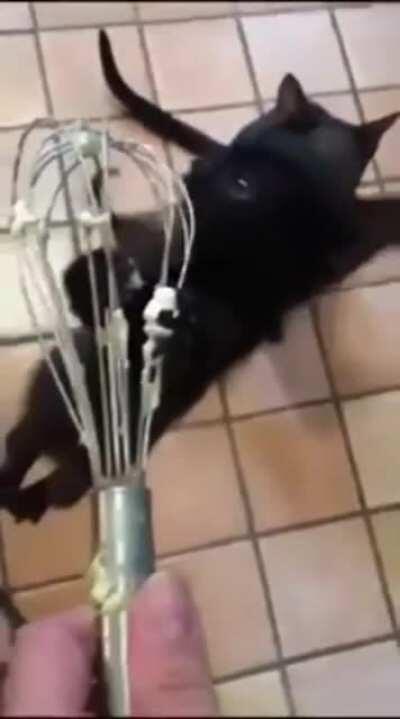 Brave kitty willing to take whisks