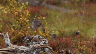 A female Eurasian jay bends over backwards to avoid an attacking female hatch-year Eurasian sparrowhawk