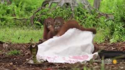 Snake awareness class for the baby Orangutans at the jungle school