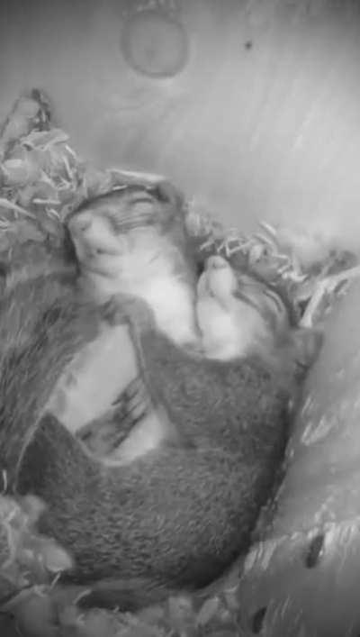 OC sleeping squirrels