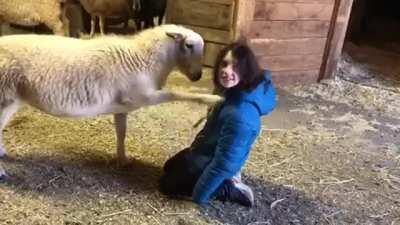 Rare wooly pupper asks for more pets in the politest way possible.