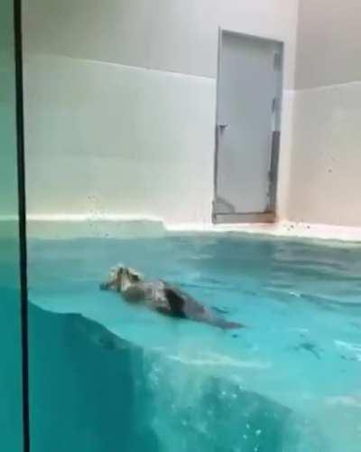 An otterly impressive jump