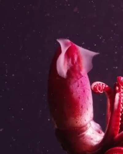 Notice the eyes of this strawberry squid? They are different sizes and colors. When it's born its eyes are the same, but as it grows, the left eye becomes two times larger and develops a yellow lens.