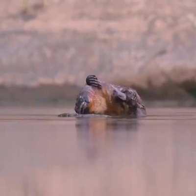 🔥 Platypus having a scratch