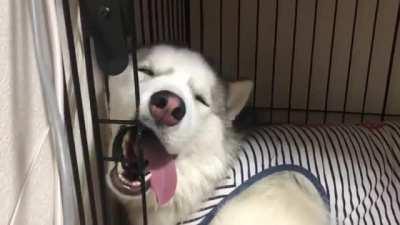 Feel asleep biting the cage