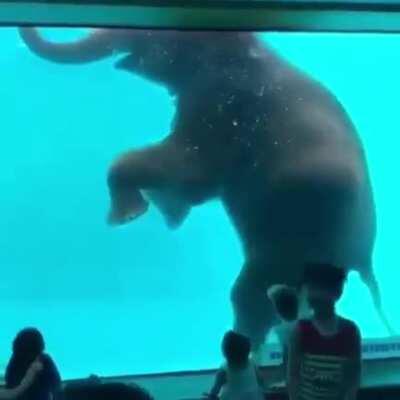 Elephant swimming