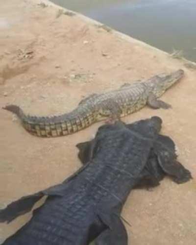 Out His Damn Mind: Man Wears A Crocodile Costume Just To Attempt To Play With A Real One!