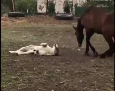 Interactive communication between horses and dogs!