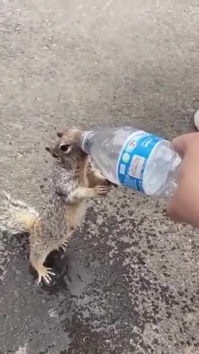 Giving water to a thirsty squiral