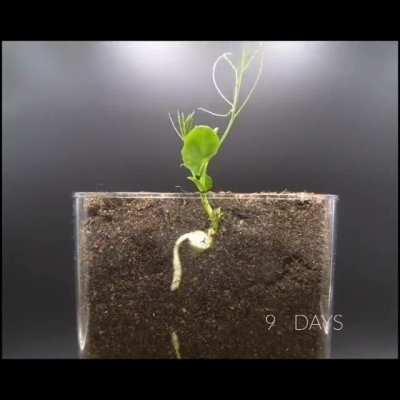 🔥 Time lapse of a seed growing