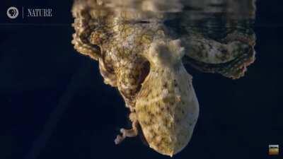 Marine biologist film this sleeping octopus, changing colors while in dreaming