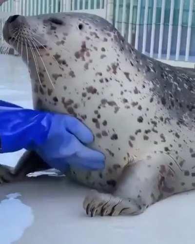 This seal enjoying a massage at a marine sanctuary in Japan [aguhiyori]