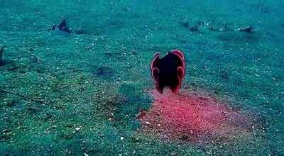 🔥 Shiny Red Flatworm Swims through Ocean 🔥