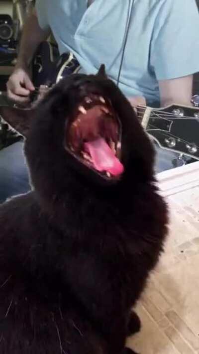 This cat has the voice of an angel!