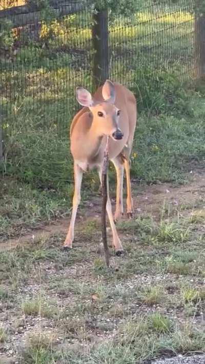 Deer eating snake