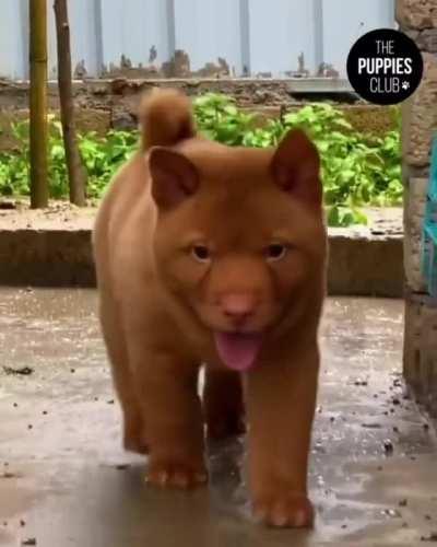 Vietnamese Hmong Dog. They are often used by the Vietnamese police as sniffing and detection dogs who patrol the country’s borders.