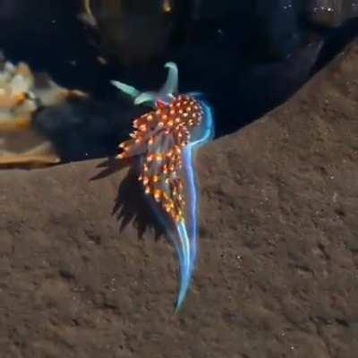 The opalescent sea slug