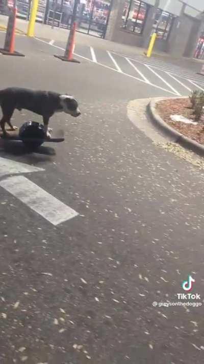 A dog competently operating an electric skateboard