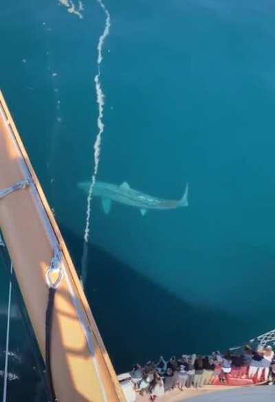 Basking shark in the Atlantic ocean.