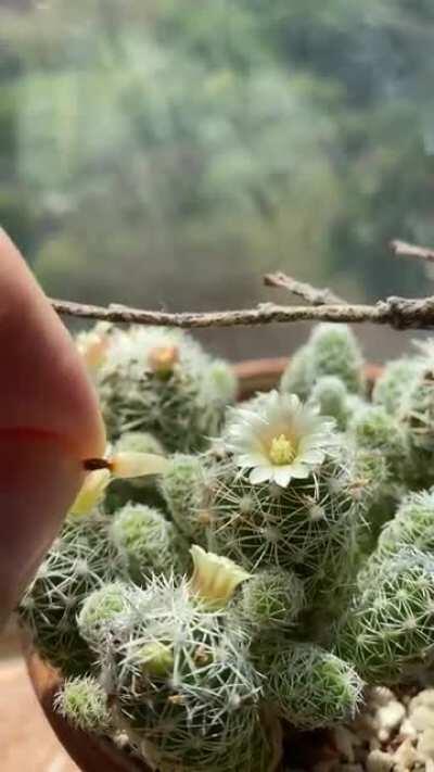 Plucking a fruit from my thimble cactus