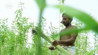 This looks like plastic, feels like plastic, but it isn't. This biodegradable bioplastic (Sonali Bag) is made from a plant named jute and invented by a Bangladeshi Scientist Mubarak Ahmed Khan. This can solve the Global Plastic Pollution problem.