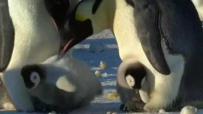 Dad penguin is tired of a bully picking on his kid.