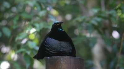 Victoria's riflebird performs a dramatic dance.