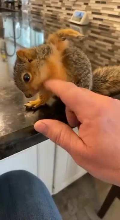 Baby Squirrel Gets Some Scratches