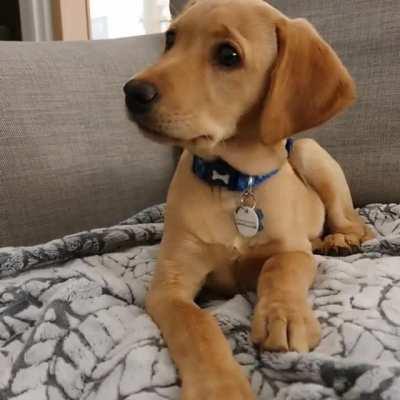 When your 12 week old lab is fascinated by string music