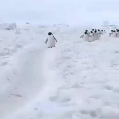 Penguins have the happiest walk