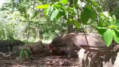 Cradle to the grave: Komodo Dragon eating pregnant deer alive, then the baby