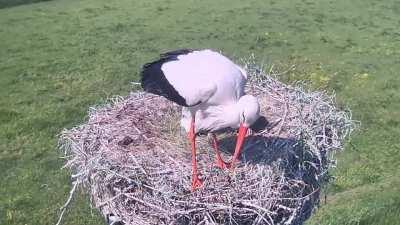 Mother stork throws out immature baby to increase survival chances of other babies.