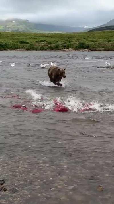 🔥 Bear has its pick of Salmon.