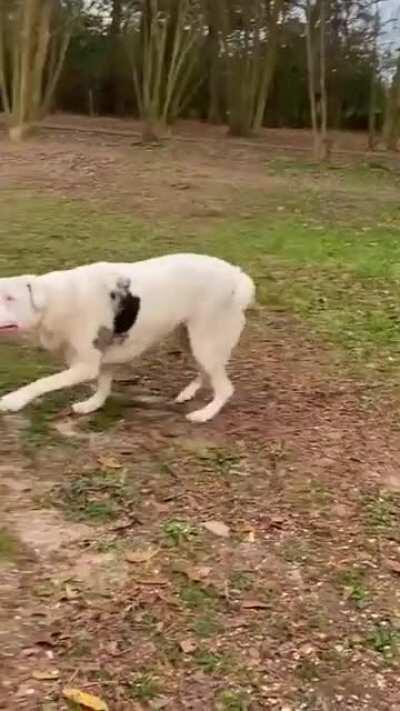 Blind doggo suddenly smells her owner