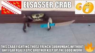 gay crab🏳️‍🌈🇫🇷 vs epic elsasser crab 🇲🇨🇲🇨🇲🇨🇲🇨🇲🇨💪💪💪💪💪💪💪