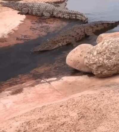 🔥 Crocodile slides down stream like a waterslide