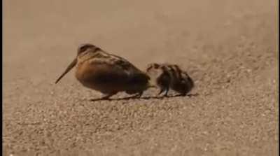 American woodcock in search for worms