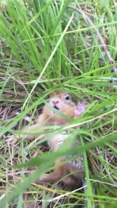 🔥 Sweet baby gopher gets a spook!