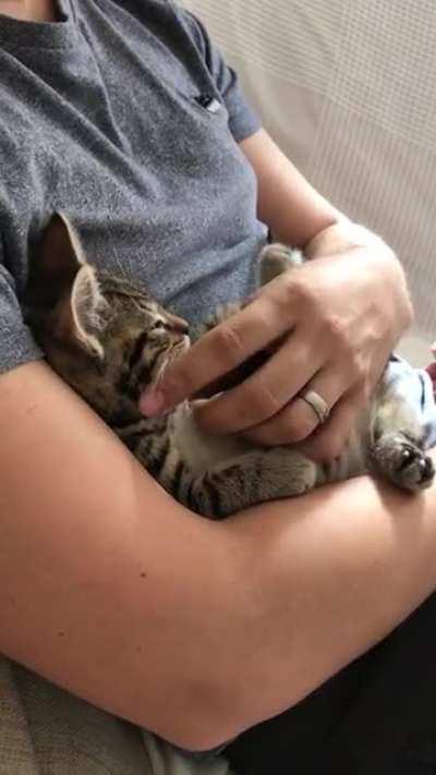 9-week old Teddy loves his daddy 😻