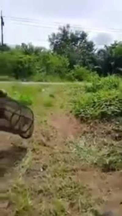 WCGW Relocating a lizard