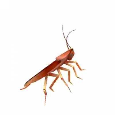 pimpmyroach