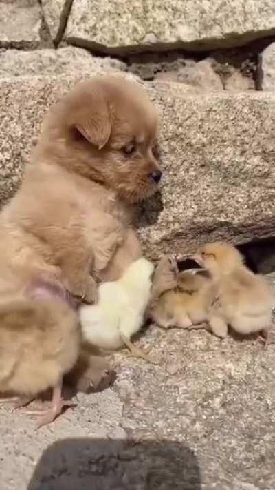 He's chick magnet