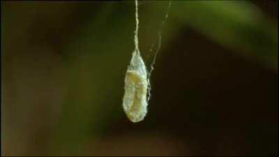 Orchard Spider meets an untimely end.