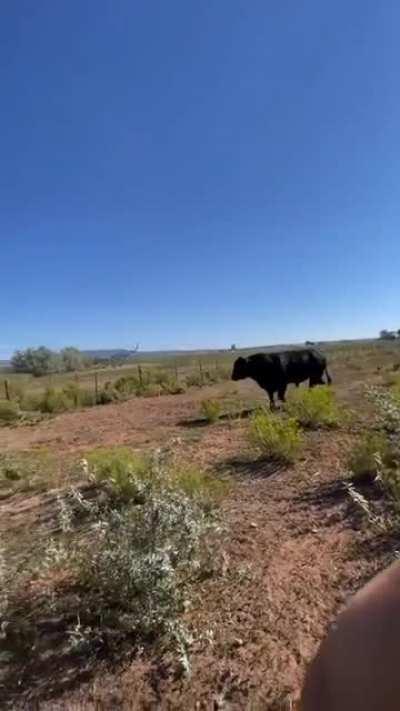 Two highly trained working dogs try to maneuver an 800kg (1,500lb) bull back into the neighbours paddock (not my video)