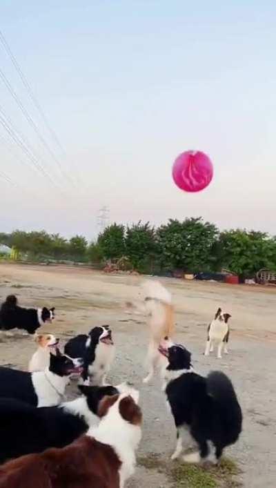 D group is playing volleyball