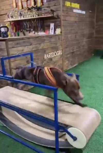 Treadmill zoomies. Could maybe be used to power a whole city?